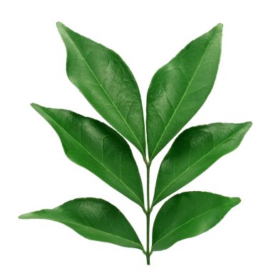 Yasemin yaprağı beyaz arkaplanda izole.