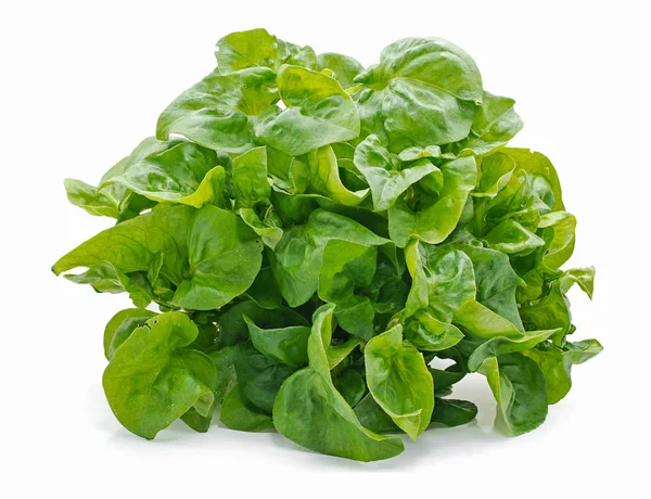 Groene Salade Blad Geïsoleerd Witte Achtergrond — Stockfoto