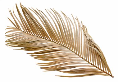 Beyaz arkaplanda kuru palmiye yaprağı izole edildi