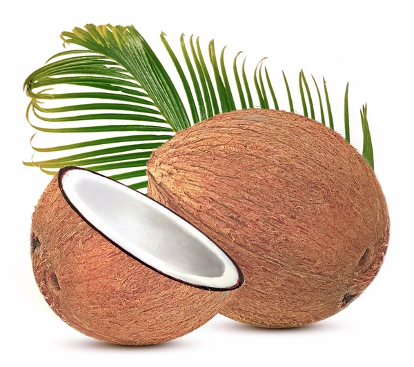 Kokosové Palmové Ovoce Izolované Bílém Pozadí — Stock fotografie