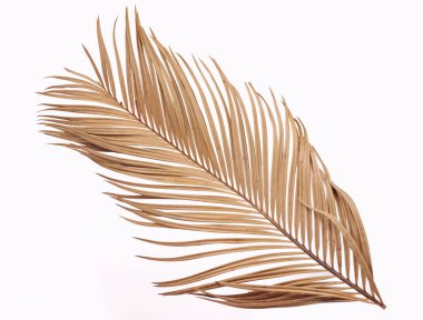 Beyaz arkaplanda tropik kuru palmiye yaprağı