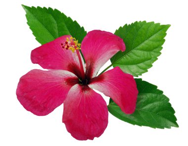 Beyaz arkaplanda izole edilmiş Hibiscus veya Çin gülü