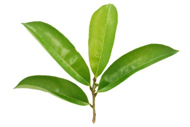 Kaynak yaprağı beyaz arkaplanda izole edildi