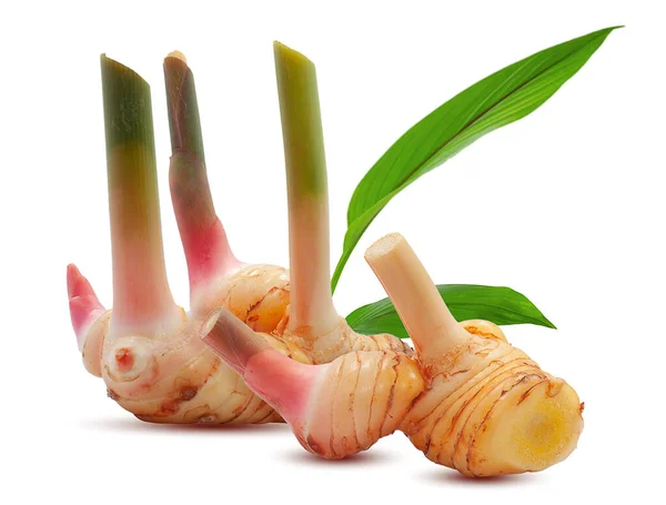 Galangal Frais Isolé Sur Fond Blanc — Photo