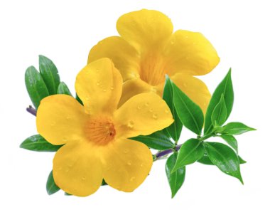Beyaz arkaplanda izole edilmiş Allamanda çiçeği
