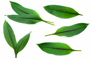 Beyaz arka plan üzerinde izole zerdeçal yaprakları