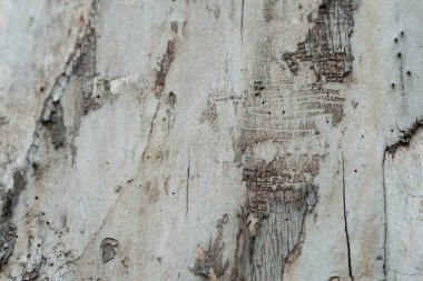 Ağaç kabuğu olmayan kuru bir ağaç.