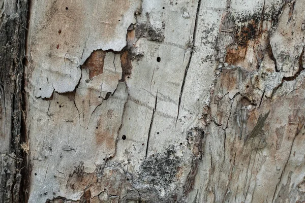 Старое сухое дерево без коры с трещинами — стоковое фото