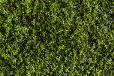 Knotgrass Polygonum aviculare yeşil yaz arkaplanı