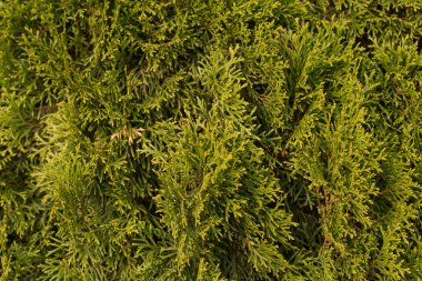 Thuja doku dalları, soyut arkaplan kopyalama alanı