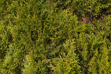 Thuja doku dalları, soyut arkaplan kopyalama alanı