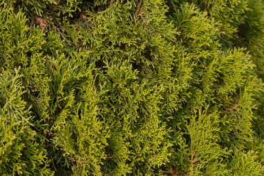 Thuja doku dalları, soyut arkaplan kopyalama alanı