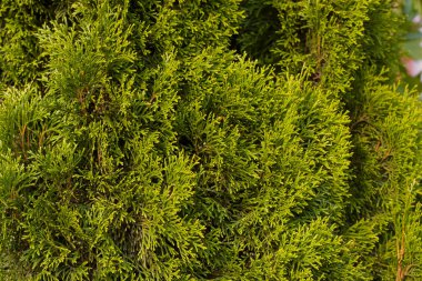 Thuja doku dalları, soyut arkaplan kopyalama alanı