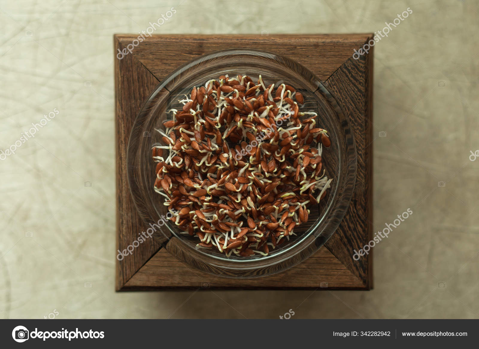 Closeup of sprouting flax seeds at home in a flat glass dish Stock