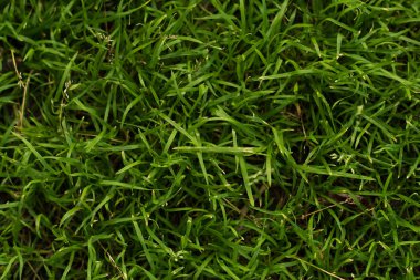 Genç yeşil çimenlerin dokusu yazın zemini kaplar.