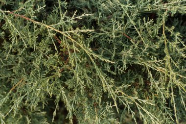 Juniper Kazak 'ın dalları (Juniperus sabina Mas). Doğa arkaplan dokusu