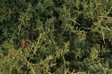 Juniper Kazak 'ın dalları (Juniperus sabina Mas). Doğa arkaplan dokusu
