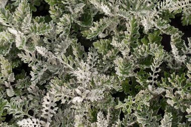 Yaprakların arkaplanı Cineraria (Cineraria Tozlu Miller) Doğal doku yakın plan,