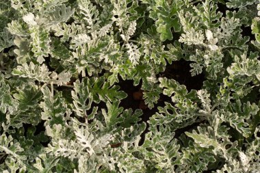 Yaprakların arkaplanı Cineraria (Cineraria Tozlu Miller) Doğal doku yakın plan,