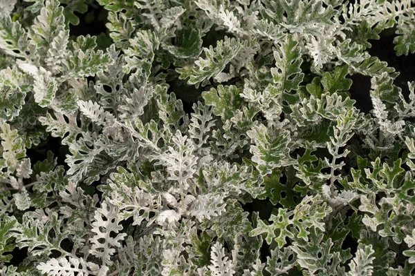 Yaprakların arkaplanı Cineraria (Cineraria Tozlu Miller) Doğal doku yakın plan,