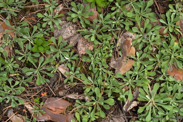 Натуральная Текстура Листьев Горы Вечной Antennaria Dioica Сосновом Лесу — стоковое фото
