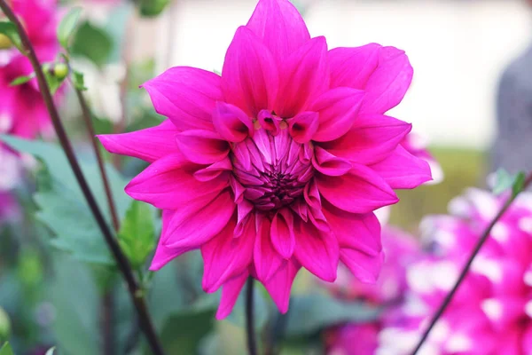 Dahlia Arnhem çiçekleri. Pembe ponpon yıldız çiçeği. Pinkrysanthemum Çiçeği. Karnabahar. Pompon Dahlia. Güzel dekoratif pembe kasımpatılar, bazen anne ya da kasımpatı denir..