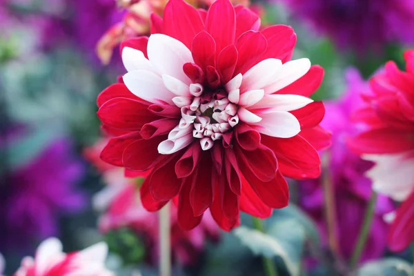 Kırmızı ve beyaz anne veya krizanth çiçeği. Kırmızı Kasımpatı Çiçeği. Pompon Dahlia. Güzel dekoratif kırmızı kasımpatılar, bazen anne ya da kasımpatı denir..