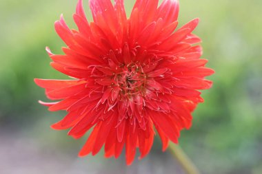 Dahlia Kaktüs çiçeği. Melez Dahlia Engelhardt 'ın yıldönümü. Kırmızı Yarı Kaktüs Dahlia çiçeği. Bir tür kaktüs destanı, gülün içinde dalya çiçeği, somon rengi.