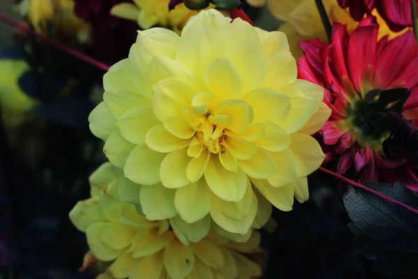 Gele pompom dahlia bloem. gele Chrysant Bloem. Pompon Dahlia. Prachtige decoratieve gele chrysanten, soms mama of chrysanten genoemd. — Stockfoto