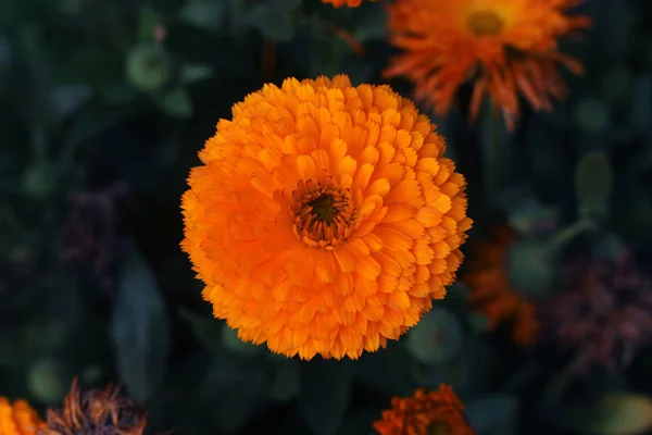 Ot Marigold, Calendula 'nın resmi görevlileri, yaklaşın. İngiliz kadife çiçeği. İngiliz kadife çiçekleri tam çiçek. Yaprak arka planda turuncu ve sarı çiçek..