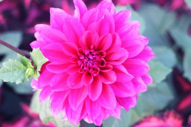 Dahlia çiçeği Pembe Dahlia çiçeği. Açık pembe çiçek. Arılarla çeşitli renklerde yıldız çiçekleri, ki bunlar tozlaştırıyor. Bangladeş 'te kasımpatı çiçeği.