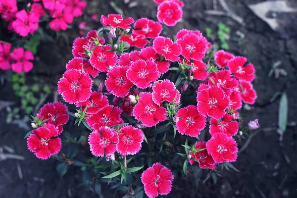Pembe ve beyaz çiçek açan karanfil çiçekleri. Gıllıçiçek, Dianthus cinsinin karanfili veya benzeri bir bitkidir. Parlak kırmızı Dianthus barbatus veya solungaç çiçekleri veya karanfillerdir..