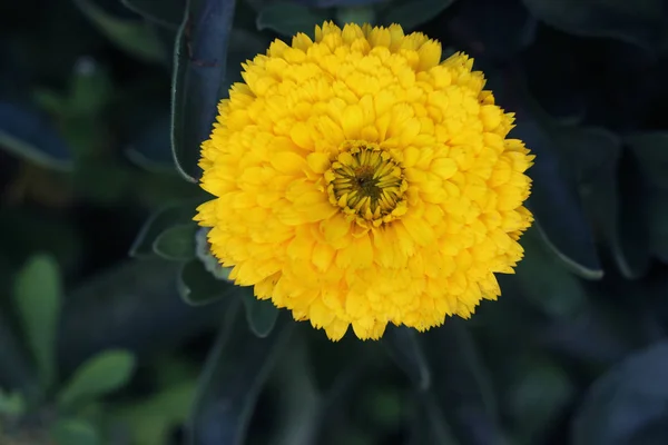 Ot Marigold, Calendula 'nın resmi görevlileri, yaklaşın. İngiliz kadife çiçeği. İngiliz kadife çiçekleri tam çiçek. Yaprak arka planda turuncu ve sarı çiçek..
