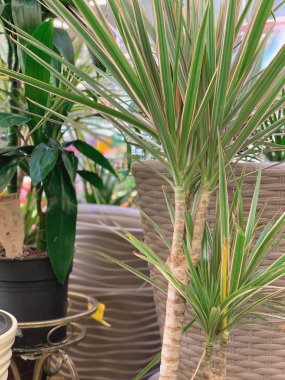 Botanik bahçesi, dekoratif saksılar..