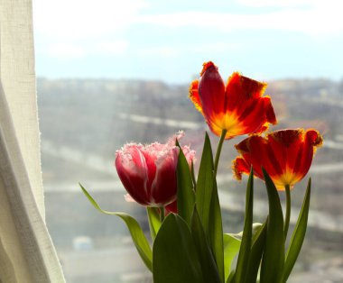 Pencere kenarındaki laleler. Penceredeki gökyüzüne karşı pembe ve kırmızı lalelerden oluşan romantik bir buket..