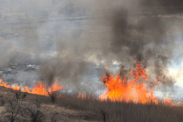 Burning dry grass in the open air. A flaming meadow with trees in the countryside. Black white balls of smoke from the fire.