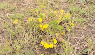 Sarı yabani çiçek, düğün çiçeği. Zehirli bir bitkinin çalısı. Bahar çayırı çiçeği.