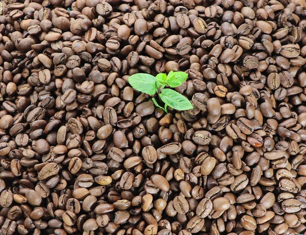 コーヒーの背景には 揚げ穀物 茶色のテクスチャの背景で ミントの葉が中央にあります — ストック写真