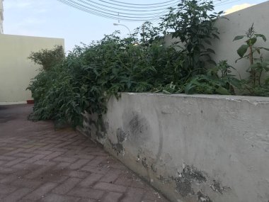 Domates bitkileriyle dolu blok duvarlardan inşa edilen eski saksı, ekicinin üzerinde büyümüş ve yerleşim yerlerindeki bitkilerin yüksek büyümesi nedeniyle yan etkilere doğru kayıyor.