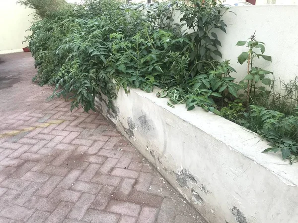 Old Planter box constructed by block walls full of tomato plants over grown above the planter and sliding into downside due to high growth of plants in residential apartments
