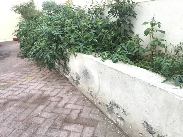 Old Planter box constructed by block walls full of tomato plants over grown above the planter and sliding into downside due to high growth of plants in residential apartments