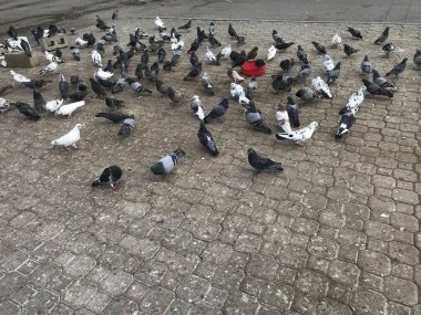Bir grup güvercin yol kenarında birbirine kenetlenmiş bir bölge gibi tahıl veya tüy yiyorlar ve bu masum yaratıkları besleyen büyük bir insan tarafından besleniyorlar.