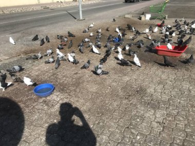 Bir grup güvercin yol kenarında birbirine kenetlenmiş bir bölge gibi tahıl veya tüy yiyorlar ve bu masum yaratıkları besleyen büyük bir insan tarafından besleniyorlar.