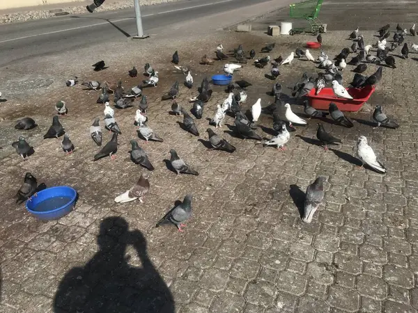 Bir grup güvercin yol kenarında birbirine kenetlenmiş bir bölge gibi tahıl veya tüy yiyorlar ve bu masum yaratıkları besleyen büyük bir insan tarafından besleniyorlar.