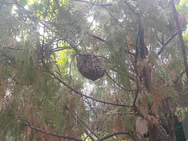 Ramo Las Abejas Recogían Miel Las Flores Para Hacer Panal —  Fotos de Stock