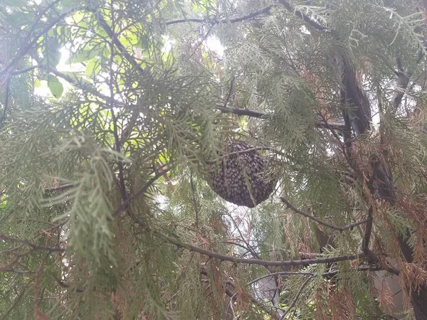 Ramo Las Abejas Recogían Miel Las Flores Para Hacer Panal —  Fotos de Stock