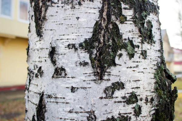 El abedul. Vista de cerca de la corteza de abedul para la textura de fondo . — Foto de Stock