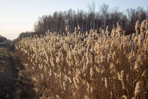 Mise au point sélective douce d'herbe sèche, roseaux, tiges soufflant dans le vent au coucher du soleil doré , — Photo