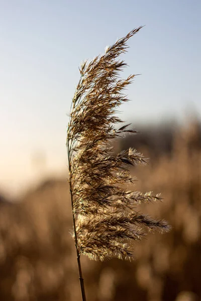 Selective soft focus of dry grass, reeds, stalks blowing in the wind at golden sunset light,