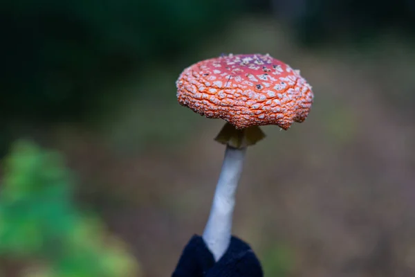 Червоний гриб в руках у природі. Гриб муха агаризована . — стокове фото